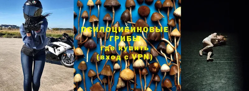 Псилоцибиновые грибы Cubensis  Калининск 